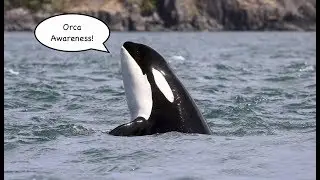 Orca Awareness