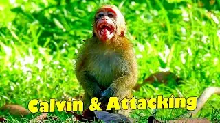 MILLION BREAKING HEART! THIS POOR ABANDONED MONKEY CALVIN WAS ATTACKED BY AMARI.