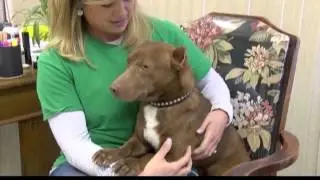Помесь питбуля и таксы