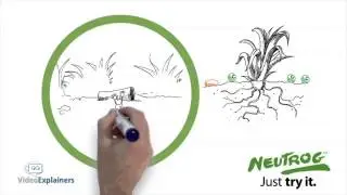 Whiteboard drawing video animation company For Neutrog Fertilisers