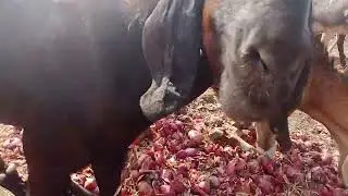 Onion eat goat 