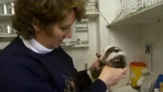 Baby badger bottle fed