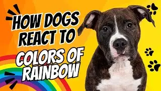 How Dogs React to the Different Colors of Rainbow 🌈🐶