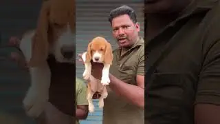 Beagle puppy available Chennai low price #beagle #beagledog #beagles #beaglepuppy #beagleworld #pets