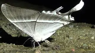 lyssa zampa moth, tropical swallowtail moth