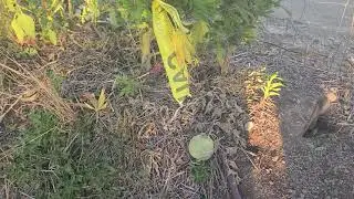 Buddah Garden Terp Tour 2021: African Orange x Training Day/Cotton Candy by Resin Ranch Extraction
