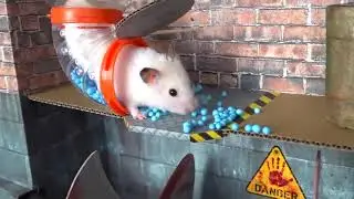 🐹Hamster Escapes the Pol Maze for Pets 🐹 in Hamster Stories