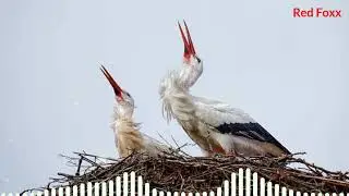 stork sound|animal sounds|#animalsounds|stork ringtone|animal sounds ringtone|ringtones|Red Foxx