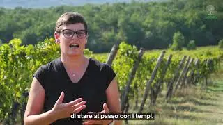 Testimonianza su Vigneto - Distillato di Legno BioDea
