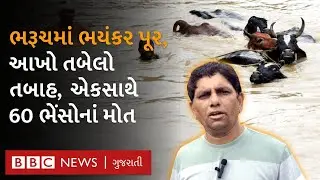 Bharuch : ભયંકર પૂરમાં એક જ તબેલાની 60 ભેંસોનાં મોત, તબાહીના ભયંકર દૃશ્યો  - Gujarat Flood