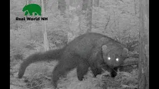 Fisher Cat Compilation - White Mountains, NH