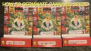 How to germinate and plant cannabis seeds 100% success