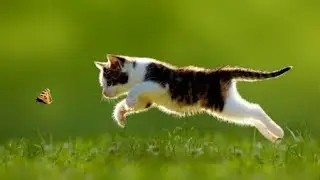 Cats Catching Butterflies - Cute Kitten And Funny Cat Videos compilation 2018 [BEST OF]