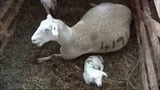 Lambing Season Twins In Jugs
