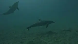 Tauchen in der Bucht von Brayka Bay im November 2025
