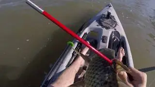 Common Carp Almost Miss | Cajun Bowfishing