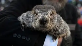 LIVE: Groundhog Day 2024: Punxsutawney Phil set to make his prediction from Pennsylvania