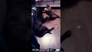 Cat and Dog fight #4k Котик и Собачка Бой #viral #mma #shortsvideo #youtubeshorts #respect #usa #犬