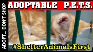 Oklahoma Animal Shelter Adoption Row