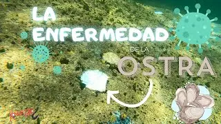 ⛔La ENFERMEDAD de la OSTRA 😱 CASI DESAPARECEN [ESPECIAL 75.000 KONGRIAKERS]
