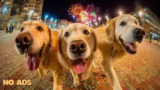 Новый год 2026. Собачье телевидение 🐶 12 часов спокойных звуков для собак, оставшихся дома одних 🌙