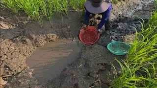 Giải cứu cá mắc cạn (T188) 