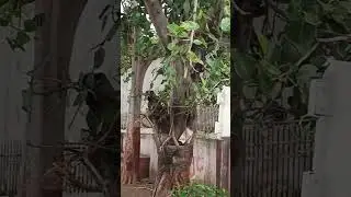 #nature #peace
