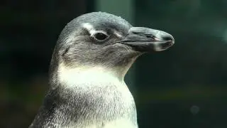 New Penguin Chick at the New York Aquarium