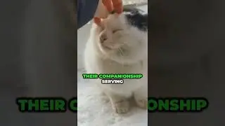 Girl Saves Cat from Ice  #CatRescue #AnimalCompassion #Heartwarming #shorts
