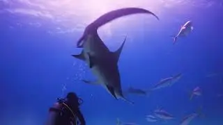 Bimini, Bahamas, Enero 2 024 CORTO