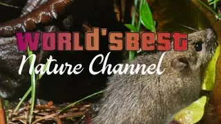 True Facts is the World's Best Science and Nature Channel!!!