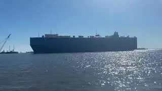 Minorcan Mullet at Golden Ray salvage site on November 3, 2020