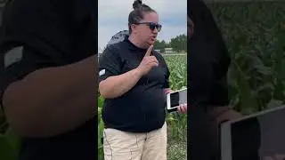 Why you should feed corn silage!