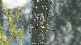 The story of a spider's life  |  Life cycle story.