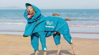 New design dog raincoat and dog clothes/pet clothing waterproof jacket
