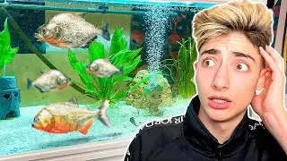 HE LLENADO MI PECERA DE PIRAÑAS! *100% REAL*