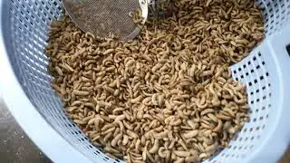 Dry Maggot Cara membuat Maggot Kering