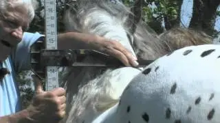 Gypsy Horse Conformation: Part 3 Measuring the Height of Your Horse