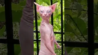 #Windows funny dance 😺😺😺