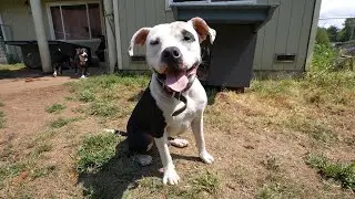 Fences For Fido 
