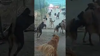 Ташкент.  Как же им нужны люди #приюткарипиди #приютдлясобак #помощьсобакам