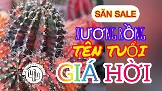 Lô xương rồng gymno tên tuổi đầu năm 2026|11.01.2026 #cayxuongrong #xuongrongbmt
