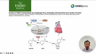 Video Synopsis: NAD+ and autophagy-related heart failure (EMBO Journal)