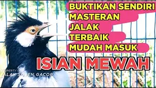Burung Jalak Suren Macet Bunyi Jadi Gacor Full Isian Tembakan Mewah Tengkek