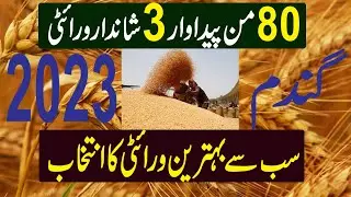 03 High yielding wheat variety | Three varieties with 80 maund yield | Gandum Ki Kasht ||