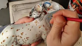 In progress video of a custom Breyer Firefly as a Leopard Appaloosa