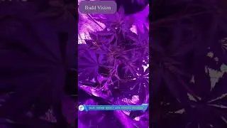 Blue Dream - Week 7 Low Stress Training