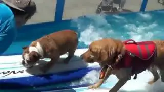 Gnarly Crankin&rsquo; K-9 Wave Maker by Lucy Pet Foundation Set to Break Rose Bowl Parade Record