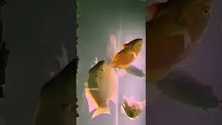 200 Gallons Tank