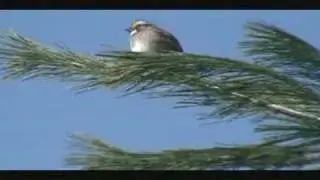 White Throated Sparrow